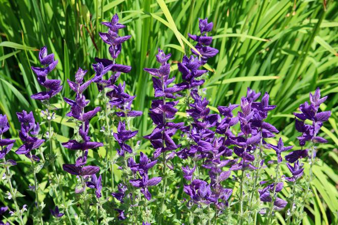 Szałwia powabna - Salvia horminum