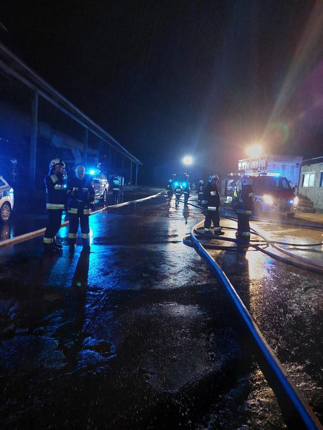 Pożar chlewni pod Piotrkowem Trybunalskim. Ponad 2 tysiące zwierząt zginęło