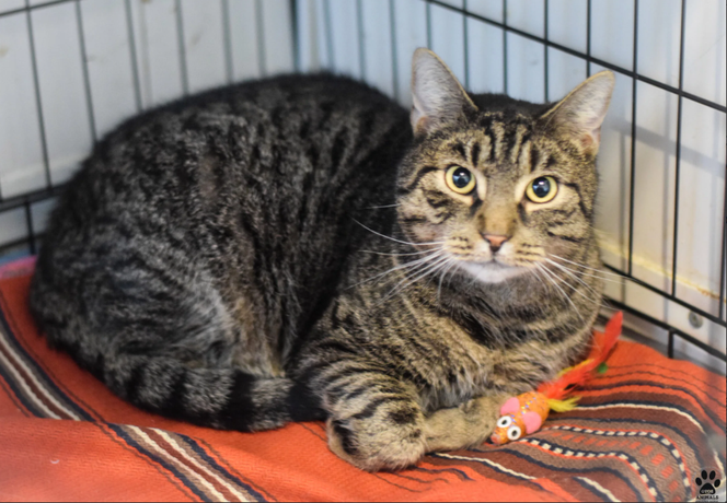 Kot do adopcji w zielonogórskim schronisku