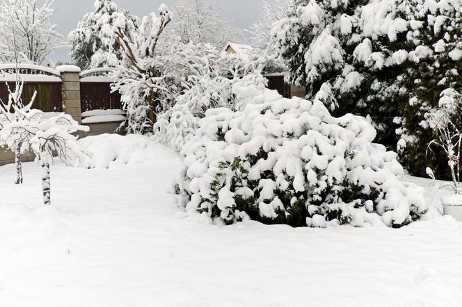 Śnieg w ogrodzie