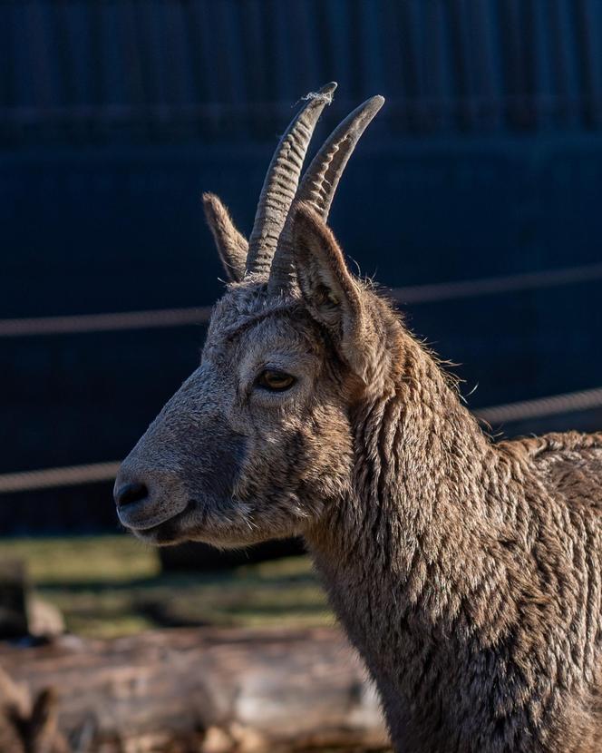 W łódzkim zoo zamieszkały koziorożce syberyjskie