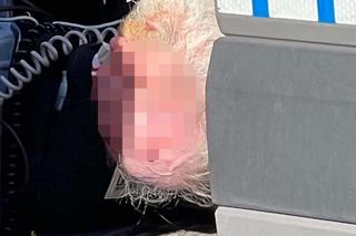 Poznań. Atak nożownika na 5-latka. Dziecko nie żyje