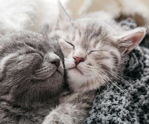 Słodkie imiona dla kotek