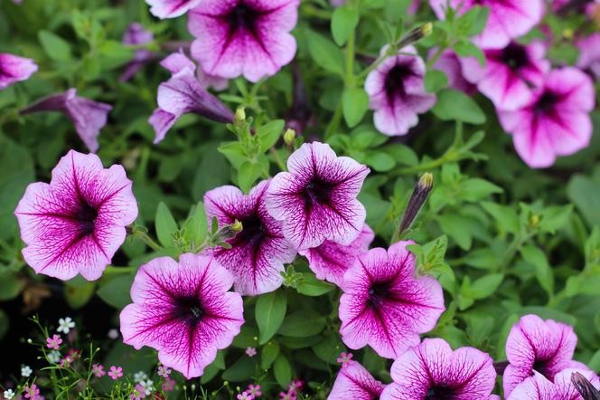 Supertunia