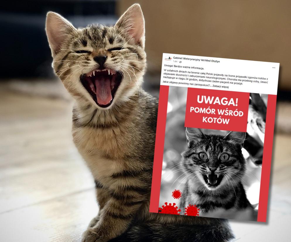 Tajemnicza choroba atakuje koty. Śmierć w ciągu 24h. Weterynarze z Olsztyna ostrzegają!