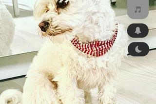 Moją Beze zagryzły psy nowych sąsiadów