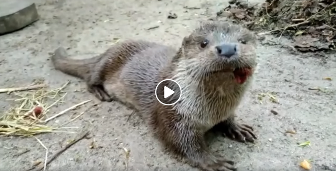 Wydry z poznańskiego ZOO stały się hitem internetu! „Moja MISS ZOO” [WIDEO]