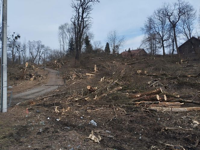 Kontrowersyjna wycinka drzew pod trasę N-Ś w Rudzie Śląskiej. Mieszkańcy: "to jest fałszerstwo na duża skalę, to skandal"