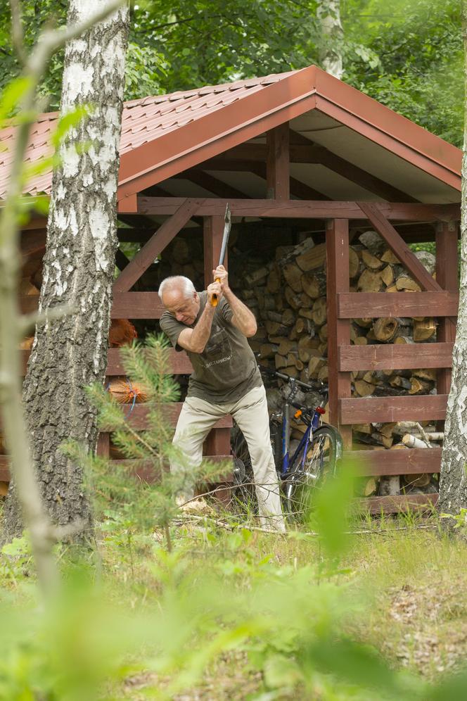 Stefan domator rąbie drzewa