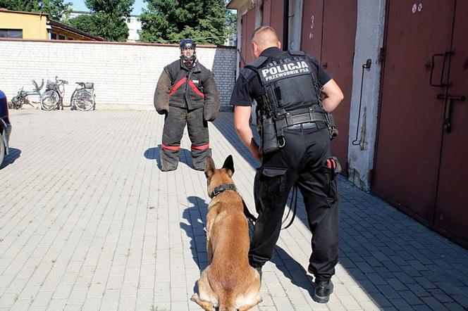 Szkolenie psów policyjnych w Bielsku Podlaskim. Zobacz, jak przebiega