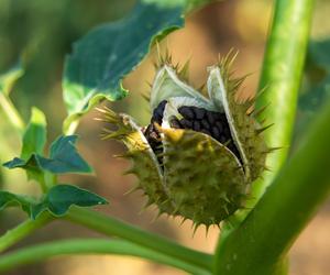 Niesamowita Datura. Zdjęcia