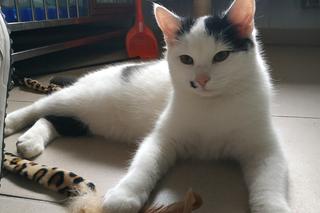 Schronisko dla bezdomnych zwierząt w Zamościu