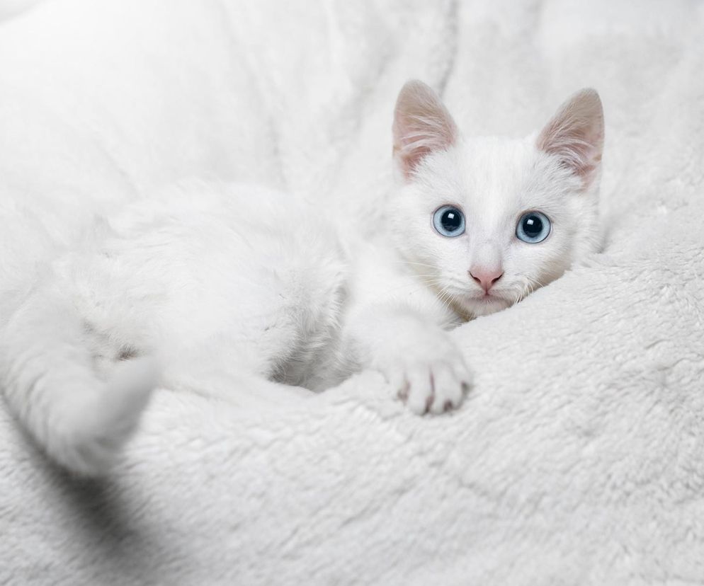 Imię dla białej kotki