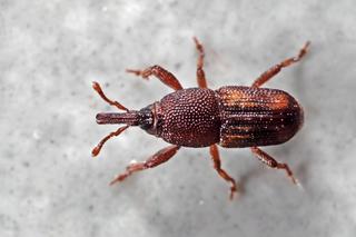 11. Wołek zbożowy – Sitophilus Granarius