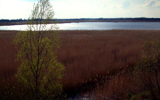 Rezerwat nad jeziorem Świdwie