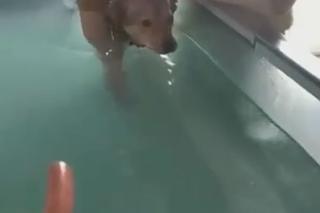 Ćwiczą dla parówki