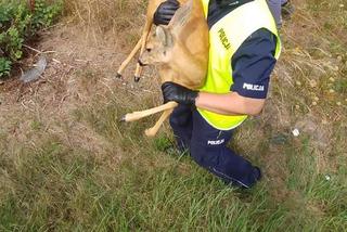 Ostrowski doktor Dolitte w policji