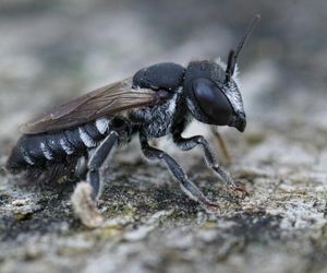 Naukowcy odkryli Lucyfera! Ma skrzydła i rogi