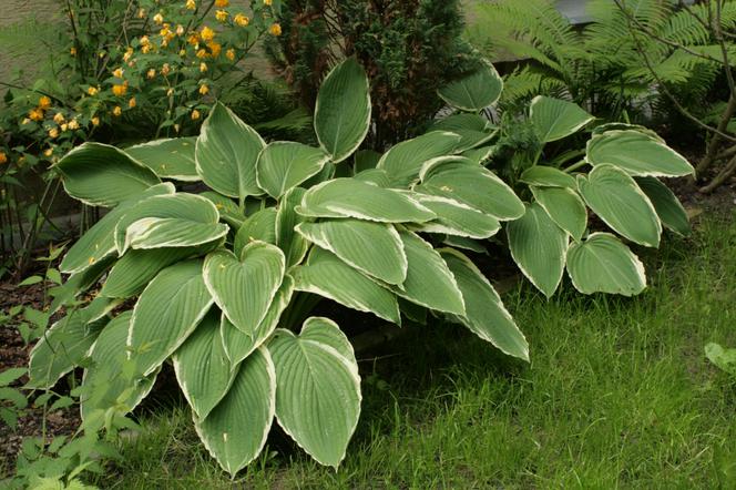 Funkia 'Frosted Jade'