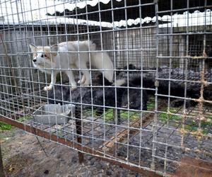 Horror na fermie lisów pod Krotoszynem. Zwierzęta zjadały siebie nawzajem, część zabito prądem
