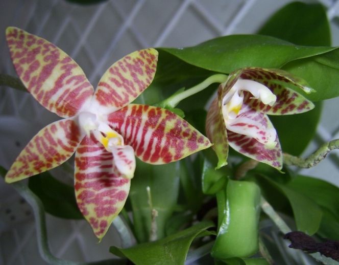 Storczyk Phalaenopsis - odpadły liście [Porada eksperta]