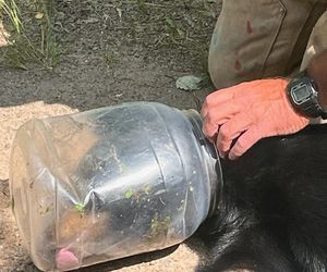  Niewiarygodne spotkanie z niedźwiedziem! Musisz to zobaczyć