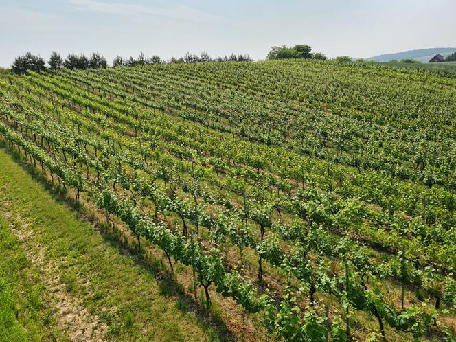 Dariusz Rosół. Pierwszy winiarz w Polsce, który może robić wino mszalne