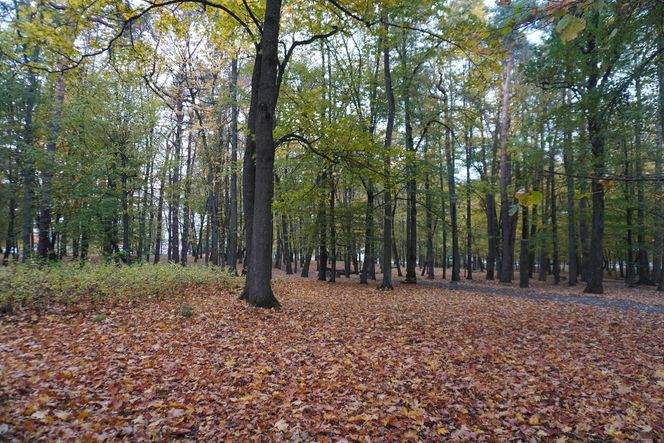 Park Lubomirskich w Białymstoku jesienią 