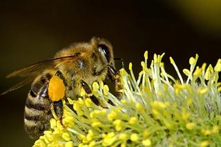 W Światowym Dniu Pszczół na poznańskim dworcu rozdawane są nasiona, by tworzyć łąki kwietne
