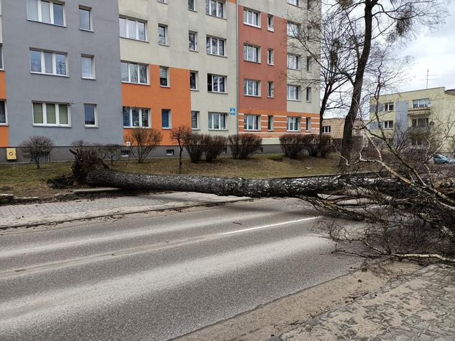 Szkody po Orkanie Eunice. Zrywało dachy, wyrywało grube drzewa, brakowało prądu