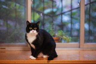 Kot domowy określony jako „inwazyjny gatunek obcy”. Co powinni zrobić ich właściciele?