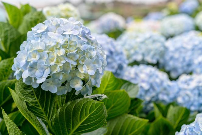 Hortensja ogrodowa (Hydrangea macrophylla) 