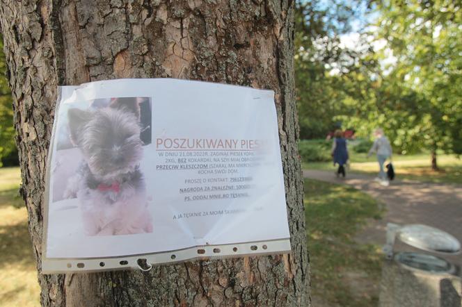 Warszawa, Ochota. Tęsknie za moim skarbem. „Oddam ci psa za 3500 złotych”