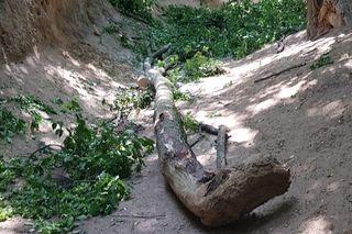 Dramat na wycieczce szkolnej w Kazimierzu Dolnym! Dzieci i opiekunowie przygnieceni przez konar drzewa