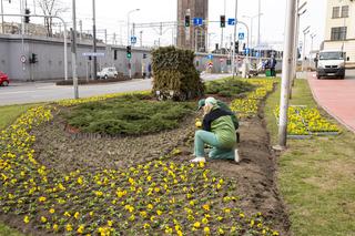 Idzie wiosna. W Katowicach posadzą 180 tysięcy nowych roślin. Głównie begonie i aksamitki