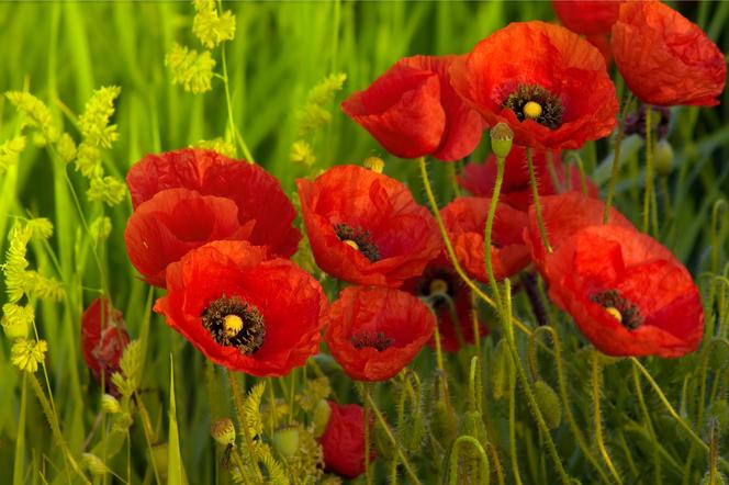 Mak polny (Papaver rhoeas)