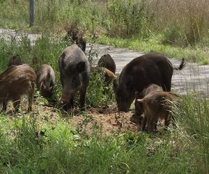 Dziki na trasie pod Olsztynem