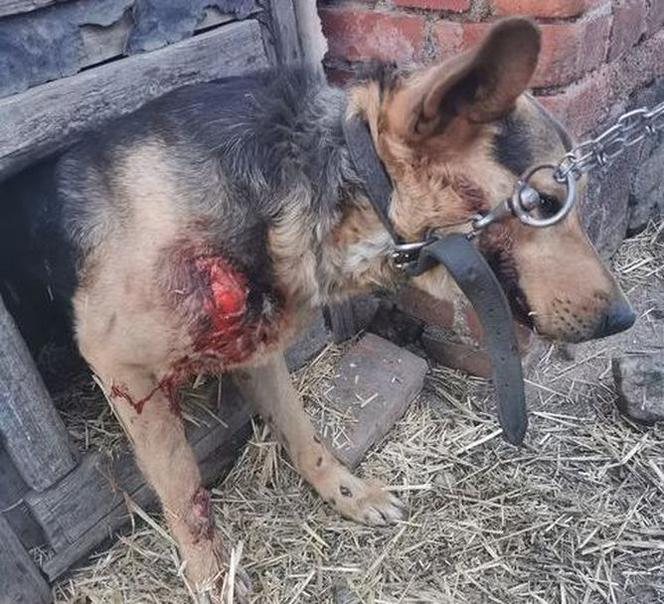 Świdnica: Sołtyska wsi Wirki przywiązała psa do samochodu i ciągnęła go po drodze 