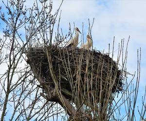 Wiosenne porządki w świętokrzyskich gniazdach bocianów