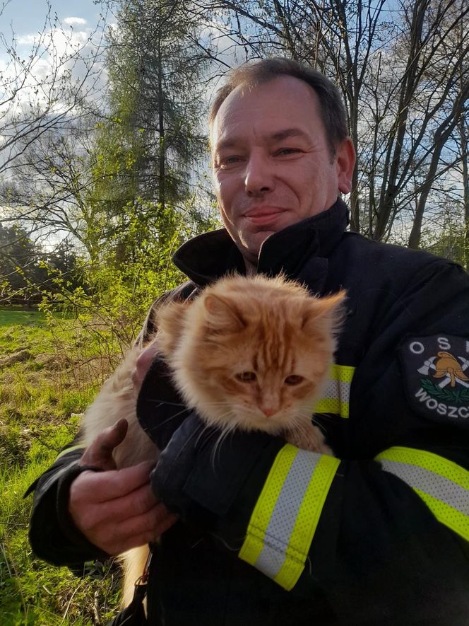 Wystraszony kotek kilkanaście metrów na ziemią