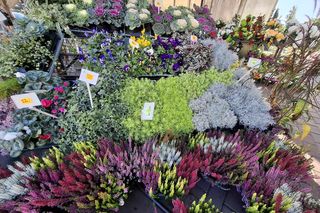 Jakie kwiaty na Wszystkich Świętych? ZDJĘCIA