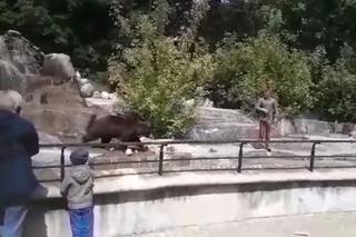 Warszawskie zoo: Pijany mężczyzna wszedł na wybieg dla niedźwiedzi [WIDEO]