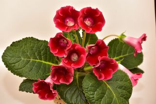 Syningia okazała = gloksynia - Sinningia speciosa
