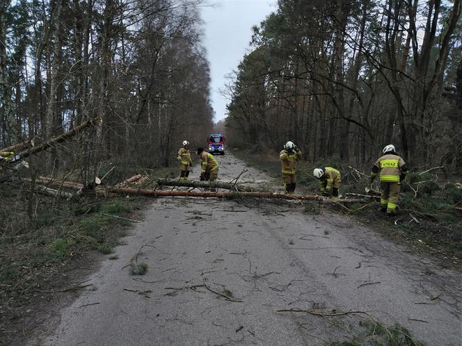 Szkody po Orkanie Eunice. Zrywało dachy, wyrywało grube drzewa, brakowało prądu