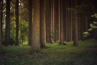 Lasy Państwowe zachęcają do nocowania w lesie. Na Lubelszczyźnie możecie to zrobić w każdym nadleśnictwie