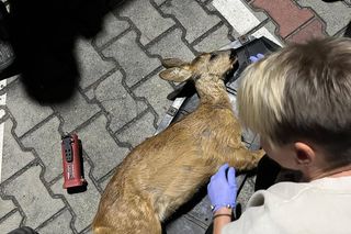 Wypadek pod Łaskiem. Sarna zaklinowała się między zderzakiem a chłodnicą pojazdu