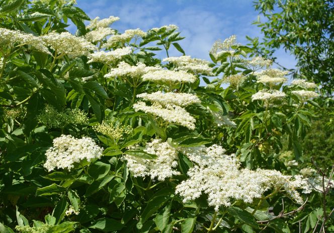 Czarny bez
