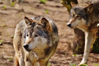 Wilki grasują pod Tarnowem. Gmina udostępniła wideo i apeluje do mieszkańców: Zachowajcie ostrożność