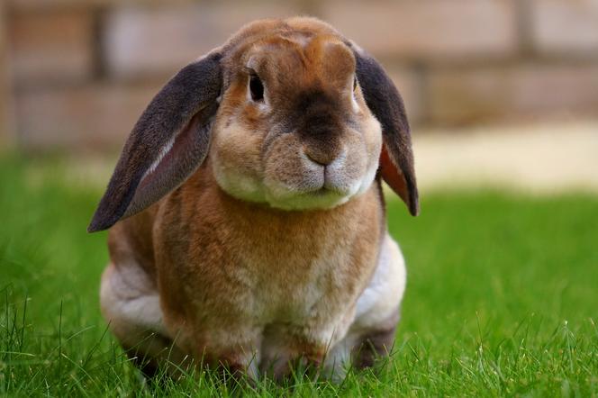 Holandia: króliki w przydomowym ogródku wykopały zwłoki