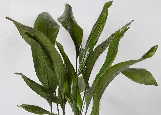 Aspidistra wyniosła